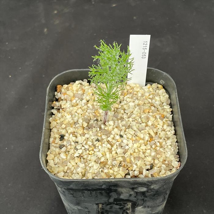 日本花キ流通 多肉植物 caエリオスペルマム パラドクサム グリーン