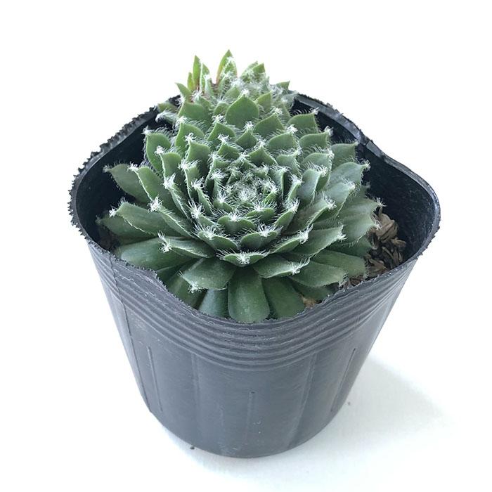 日本花キ流通 多肉植物 sfセンペルビウム アイシクル 7.5cmポット