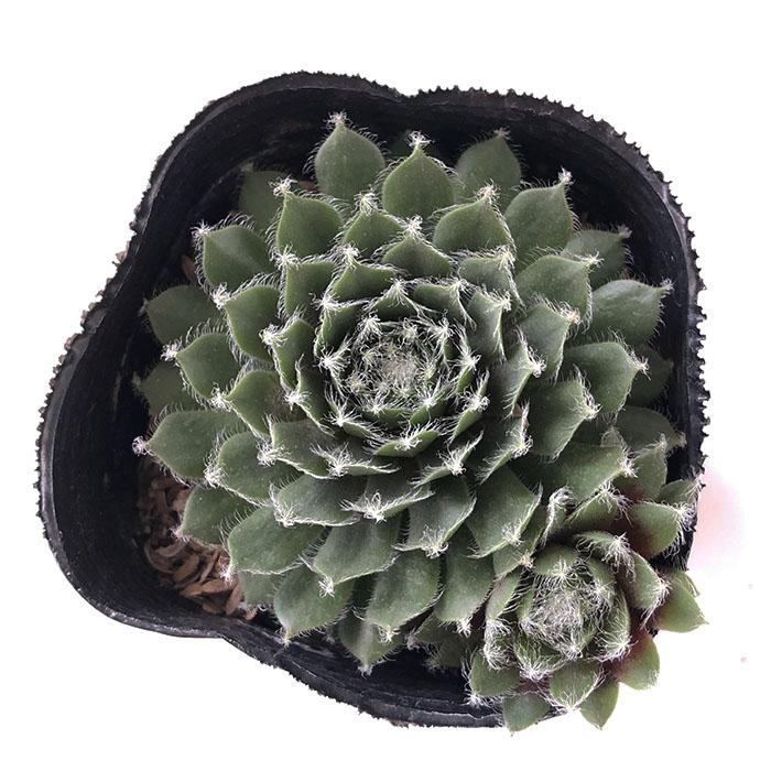 日本花キ流通 多肉植物 sfセンペルビウム アイシクル 7.5cmポット