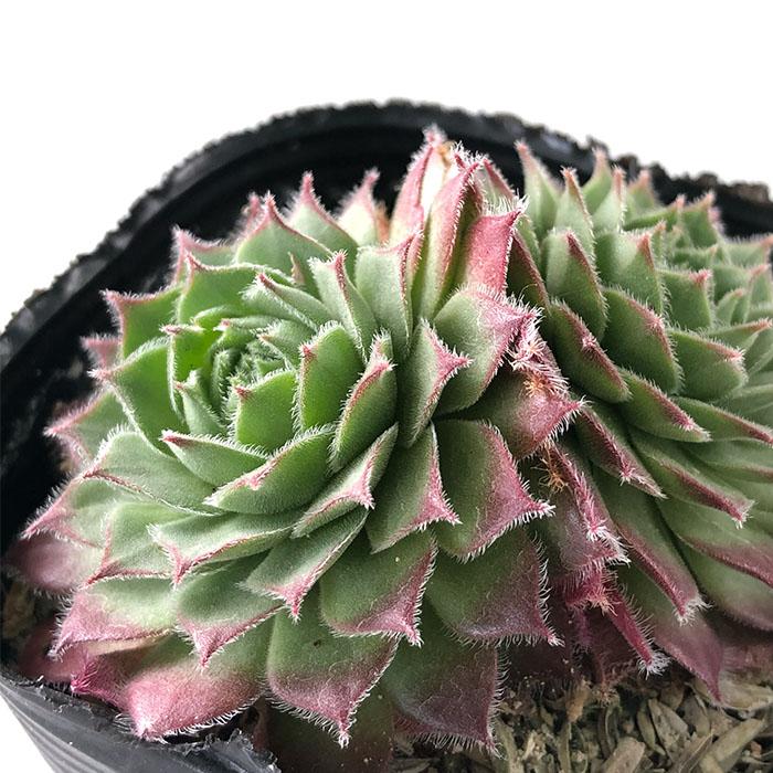 日本花キ流通 多肉植物 sfセンペルビウム コノ 7.5cmポット