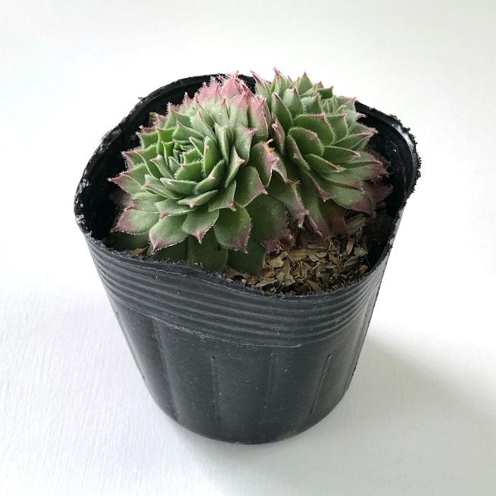 日本花キ流通 多肉植物 sfセンペルビウム コノ 7.5cmポット