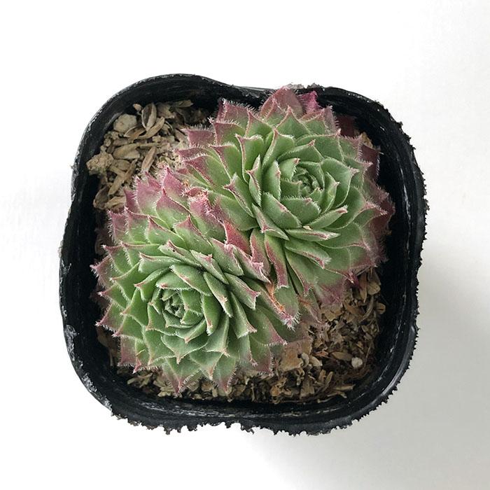 日本花キ流通 多肉植物 sfセンペルビウム コノ 7.5cmポット