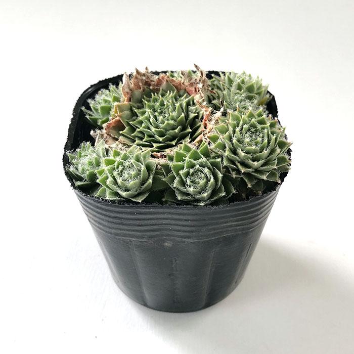 日本花キ流通 多肉植物 sfセンペルビウム 山彦 7.5cmポット