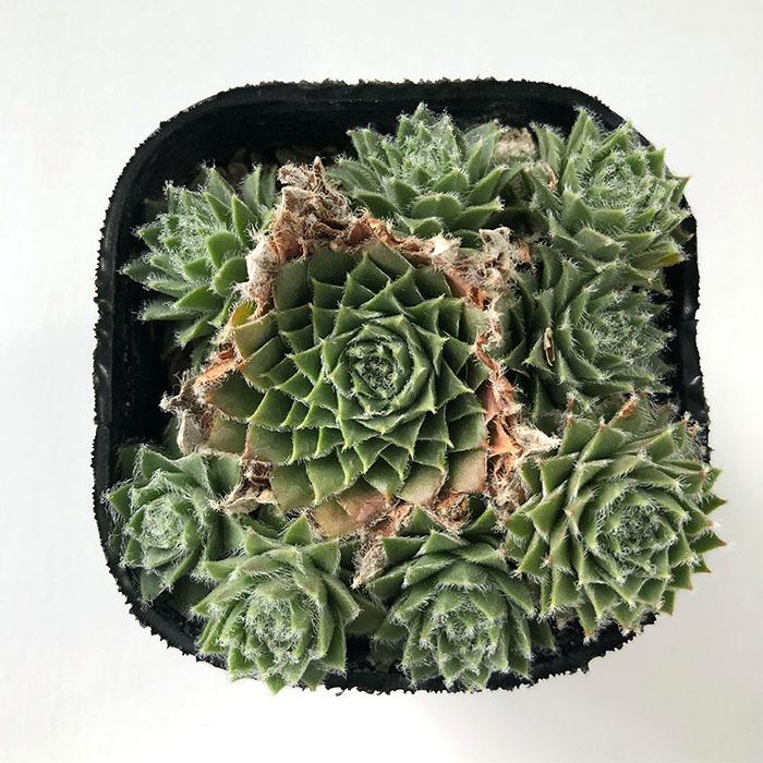日本花キ流通 多肉植物 sfセンペルビウム 山彦 7.5cmポット