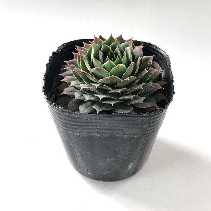 日本花キ流通 多肉植物 sfセンペルビウム 紅薫花 7.5cmポット