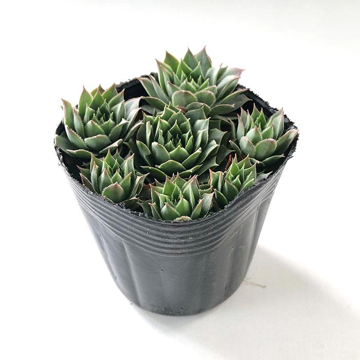 日本花キ流通 多肉植物 sfセンペルビウム アトロビオラセウム 7.5cm