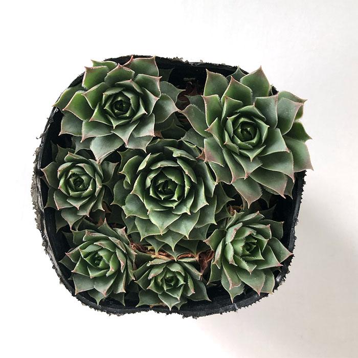 日本花キ流通 多肉植物 sfセンペルビウム アトロビオラセウム 7.5cm