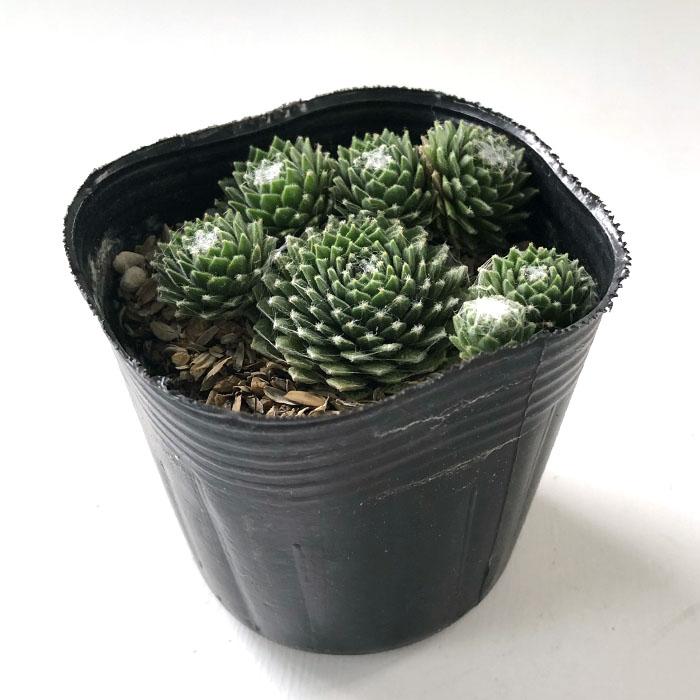 日本花キ流通 多肉植物 sfセンペルビウム アラクノイデウム コブウェブ