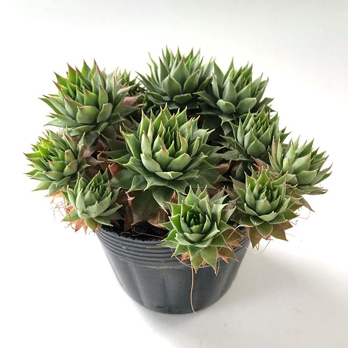 日本花キ流通 多肉植物 sfセンペルビウム ライラッククイーン 7.5cm