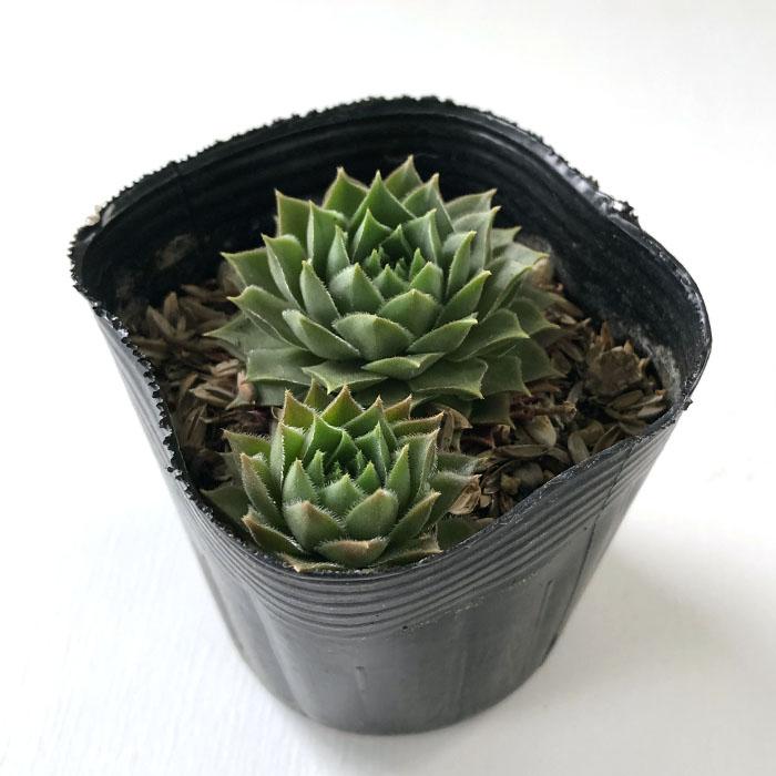 日本花キ流通 多肉植物 sfセンペルビウム ジェロナ 7.5cmポット