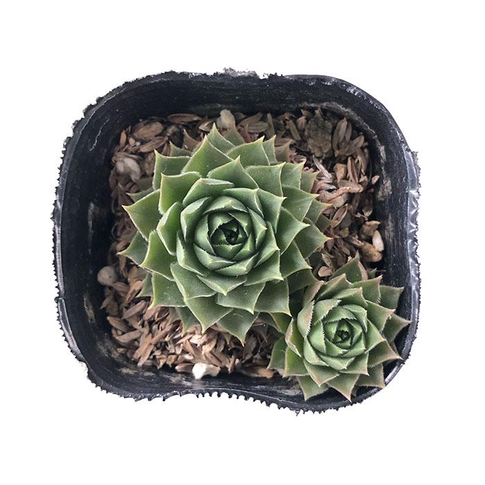 日本花キ流通 多肉植物 sfセンペルビウム ジェロナ 7.5cmポット
