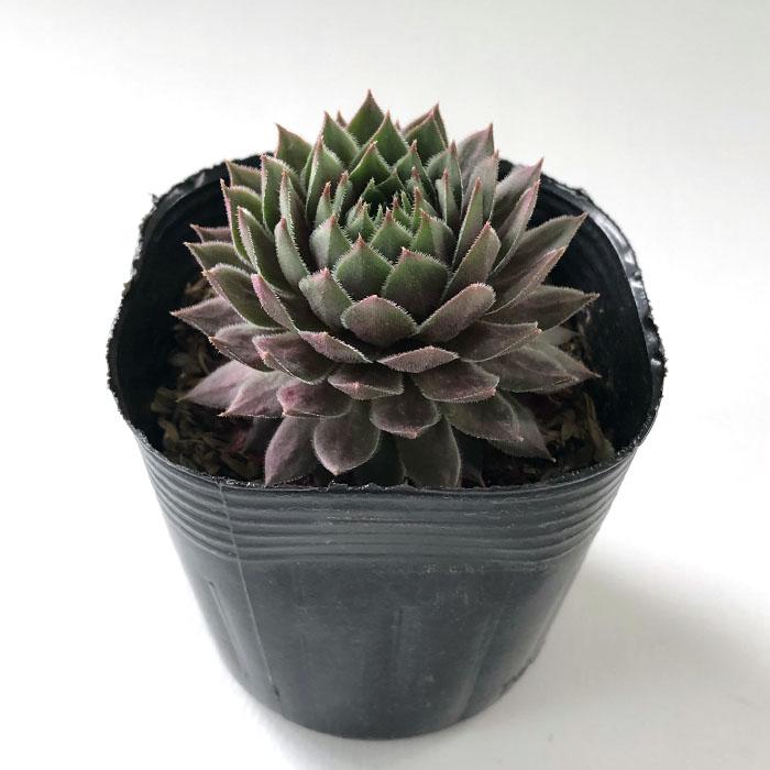 日本花キ流通 多肉植物 sfセンペルビウム ビングチェリー 7.5cmポット