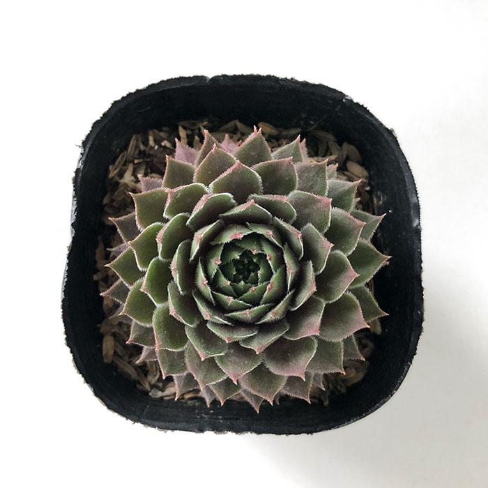 日本花キ流通 多肉植物 sfセンペルビウム ビングチェリー 7.5cmポット
