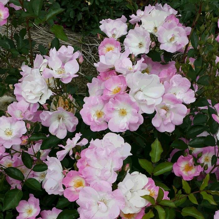 予約販売 バラ 苗 新苗 確実園 花の道タカラヅカ 四季咲き 薔薇 ばら