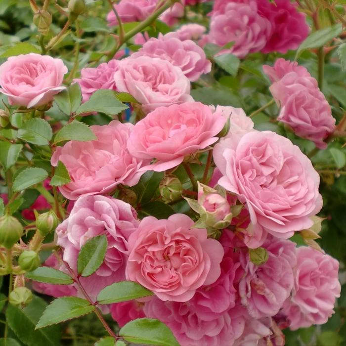 予約販売 バラ 苗 新苗 確実園 フェアリーボタン 四季咲き 薔薇 ばら
