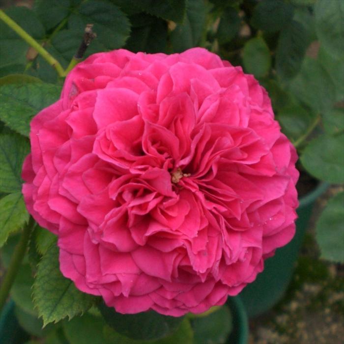 予約販売 バラ 苗 新苗 確実園 マザーズジェム 四季咲き 薔薇 ばら