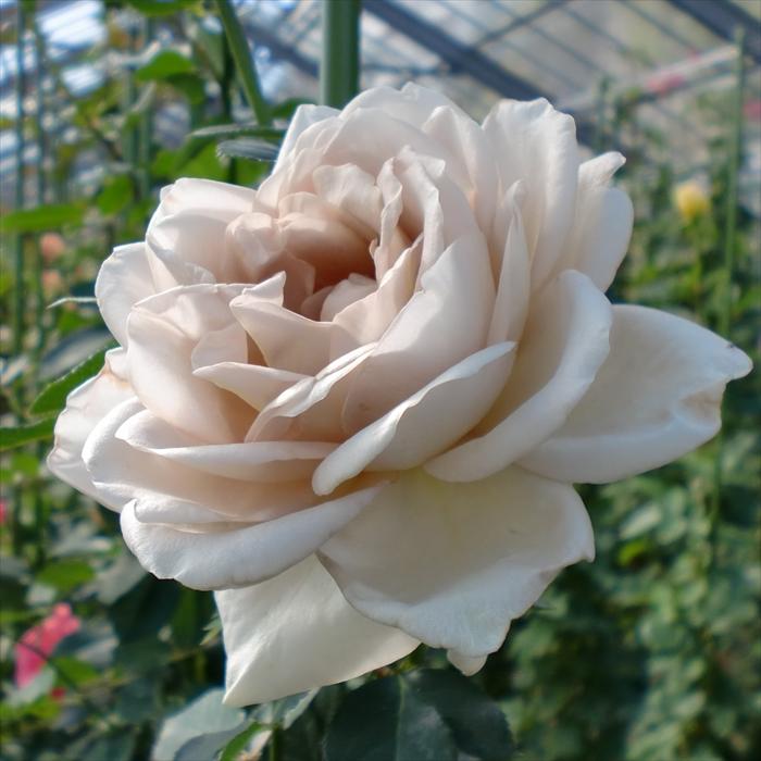 予約販売 バラ 苗 新苗 寺西コレクション ダイヤモンドグレー 四季咲き