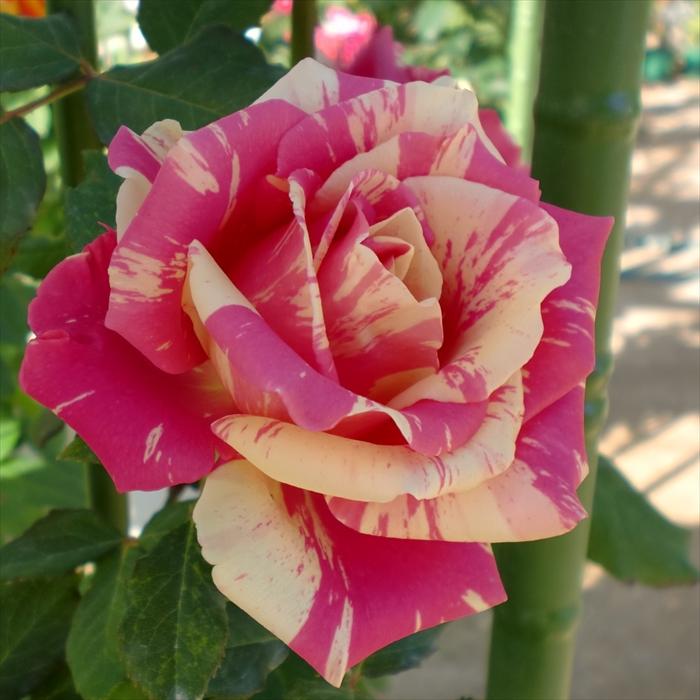 予約販売 バラ 苗 新苗 寺西コレクション フレジェ 四季咲き 薔薇 ばら