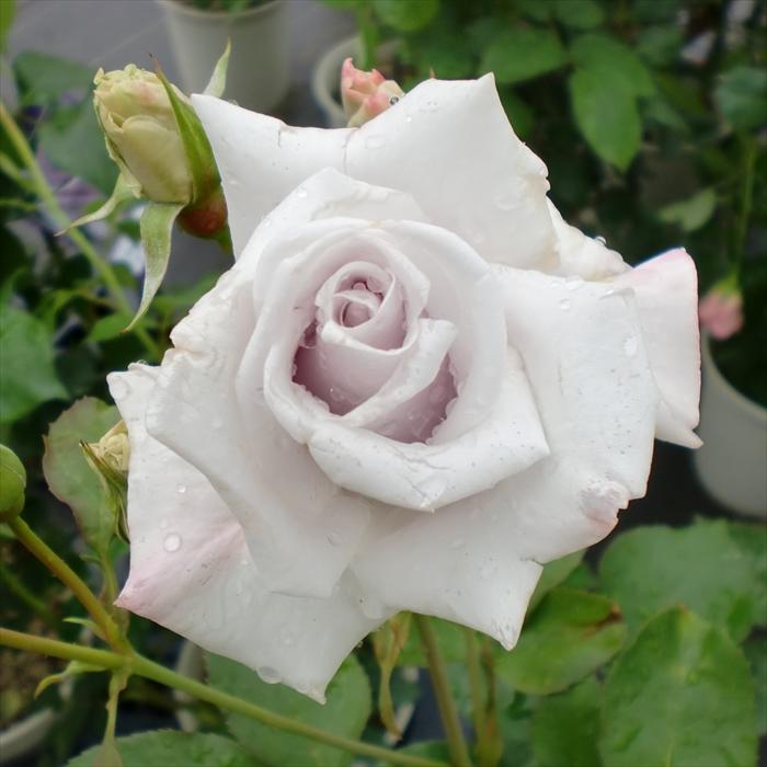 予約販売 バラ 苗 新苗 寺西コレクション マダム高木 四季咲き 薔薇
