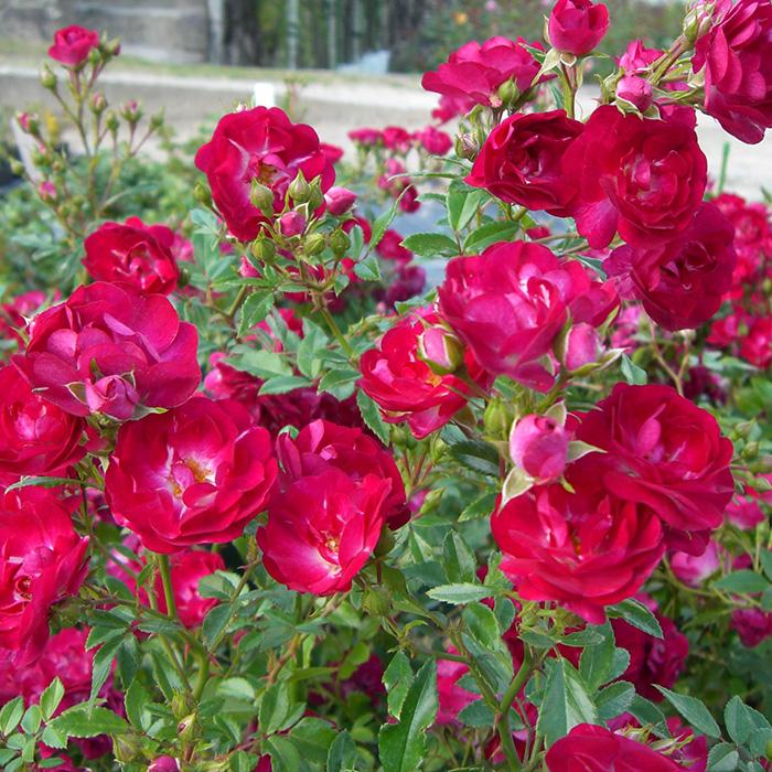 予約販売 バラ 苗 新苗 確実園 花宴 四季咲き 薔薇 ばら 送料無料 赤