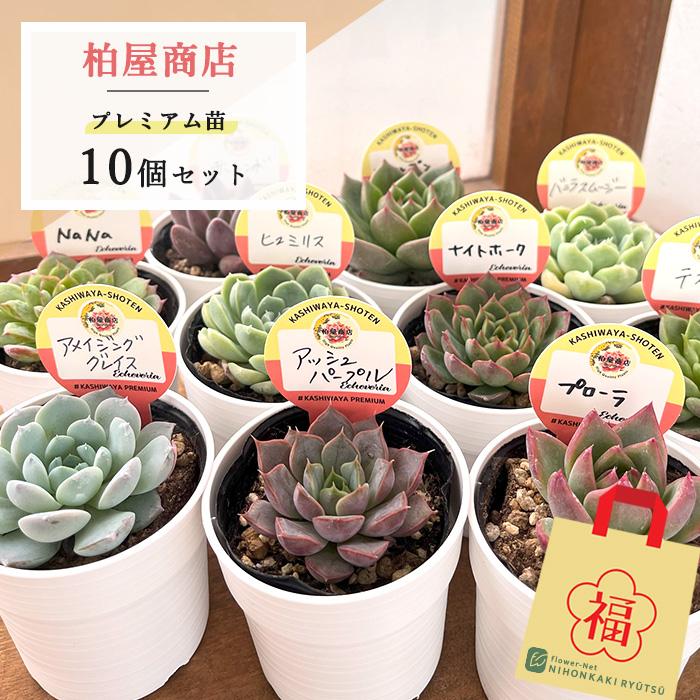 ウ*シ様 アガベ　セット販売　お買い得！　訳あり 楽天市場】アガベ セットの通販