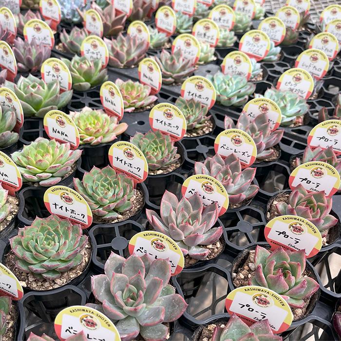 日本花キ流通 【新春福袋】 多肉植物 kswエケベリア 柏屋商店さん苗 10