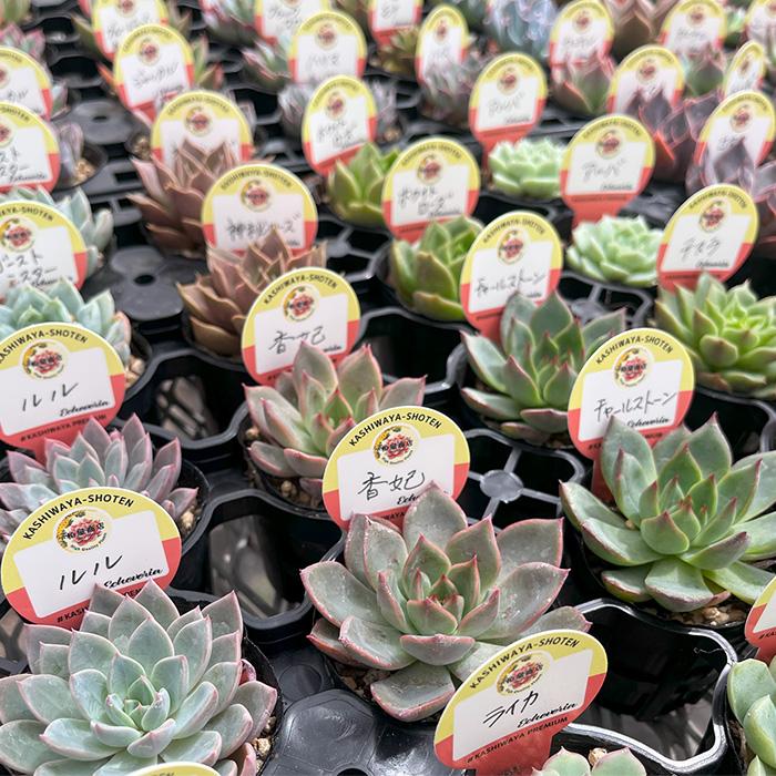 日本花キ流通 【新春福袋】 多肉植物 kswエケベリア 柏屋商店さん苗 10