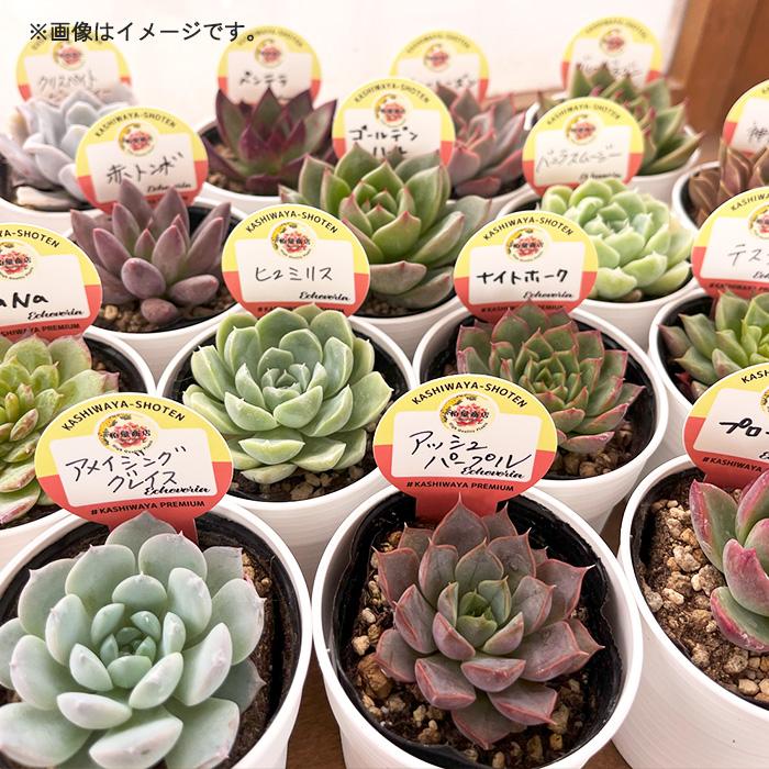 日本花キ流通 多肉植物 kswエケベリア 柏屋商店さん苗 10個セット 福袋