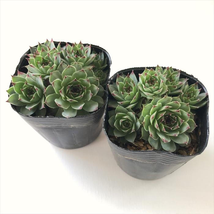 日本花キ流通 多肉植物 sfセンペルビウム カルカレウム 7.5cmポット