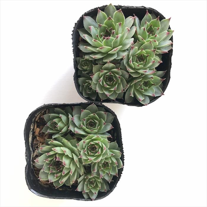 日本花キ流通 多肉植物 sfセンペルビウム カルカレウム 7.5cmポット