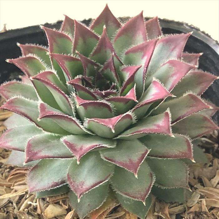日本花キ流通 多肉植物 sfセンペルビウム オセッティエンセ 7.5cm
