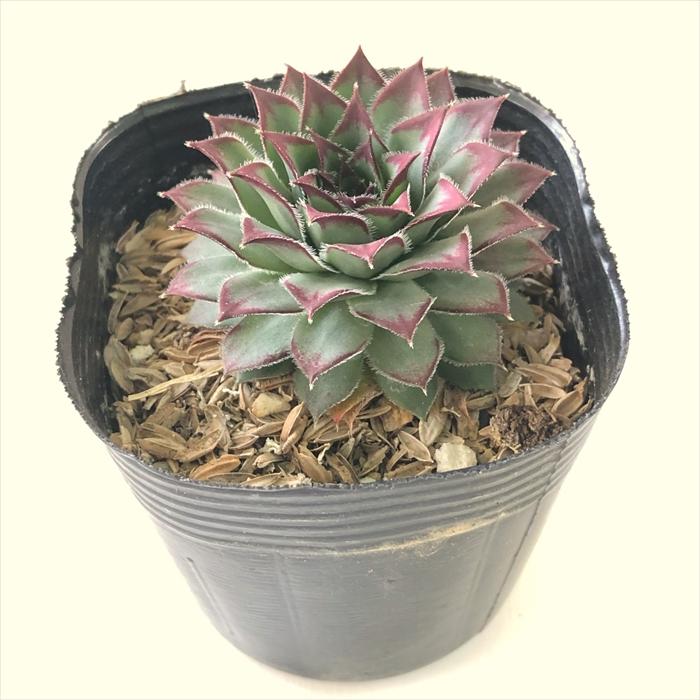 日本花キ流通 多肉植物 sfセンペルビウム オセッティエンセ 7.5cm