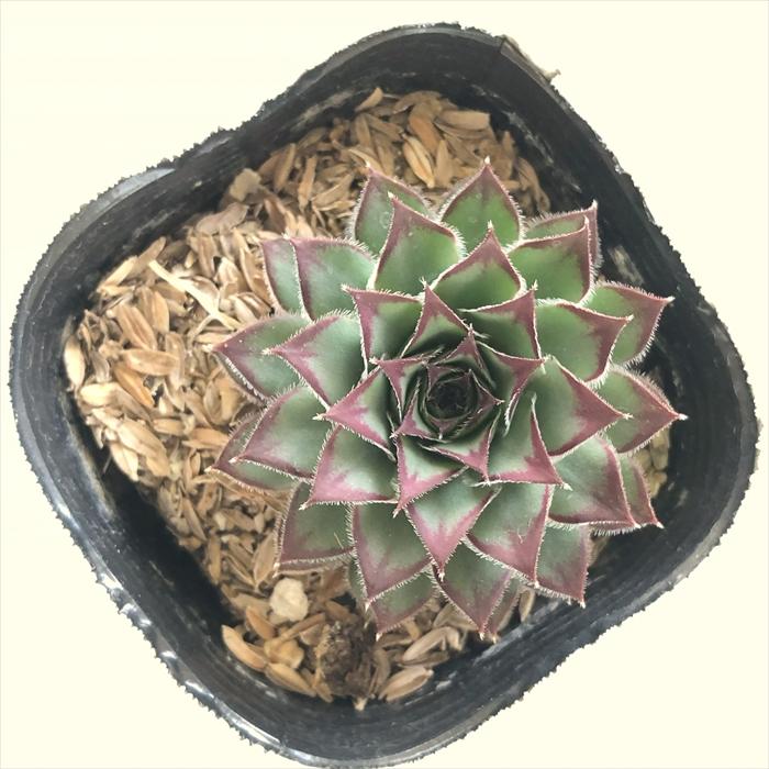 日本花キ流通 多肉植物 sfセンペルビウム オセッティエンセ 7.5cm