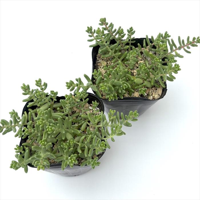 日本花キ流通 多肉植物 seセダム フロムフランス 多肉植物 セダム 9cm 