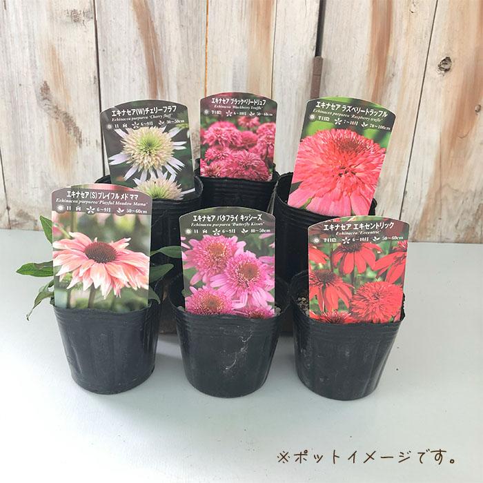 日本花キ流通 予約販売 エキナセア 苗 カリビアングリーン 9cmポット