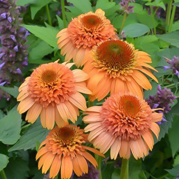 日本花キ流通 エキナセア 苗 スプリームカンタルーペ 9cmポット