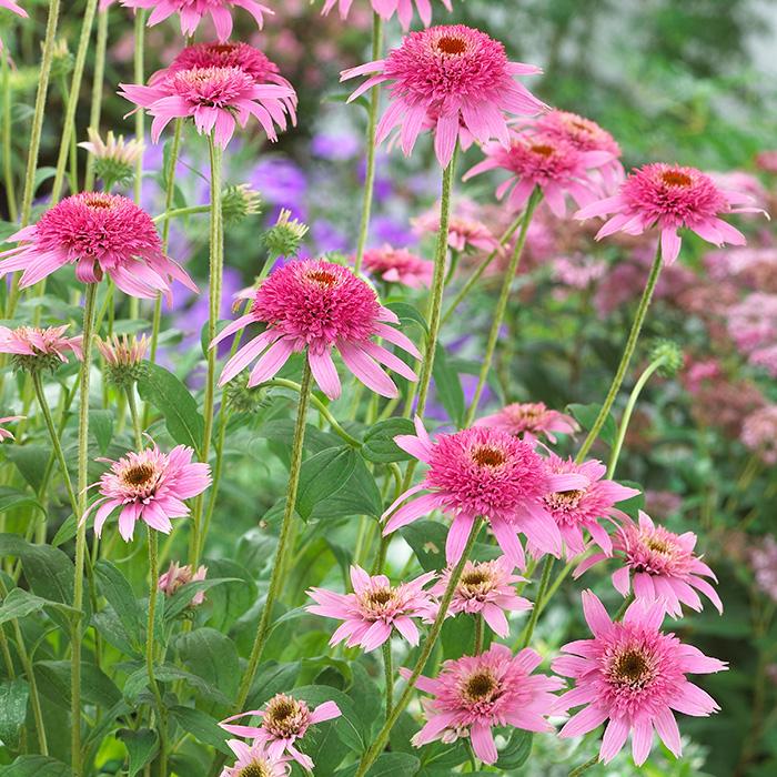 日本花キ流通 予約販売 エキナセア 苗 ピンクダブルデライト 9cmポット