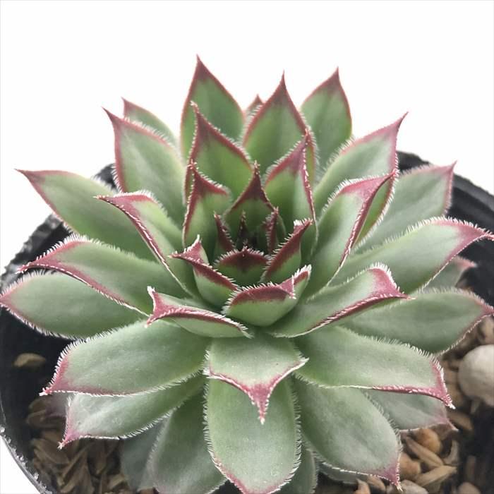 センペルビウム　ファイヤーバード 日本花キ流通 多肉植物 sfセンペルビウム ファイヤーバード 7.5
