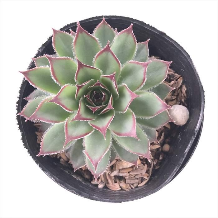 日本花キ流通 多肉植物 sfセンペルビウム ファイヤーバード 7.5