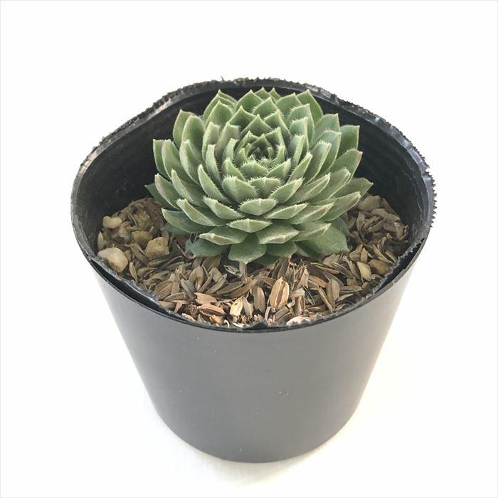 日本花キ流通 多肉植物 sfセンペルビウム ホットペッパーミント 7.5cm