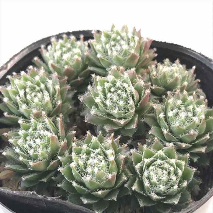 日本花キ流通 多肉植物 sfセンペルビウム エミリー 7.5cmポット