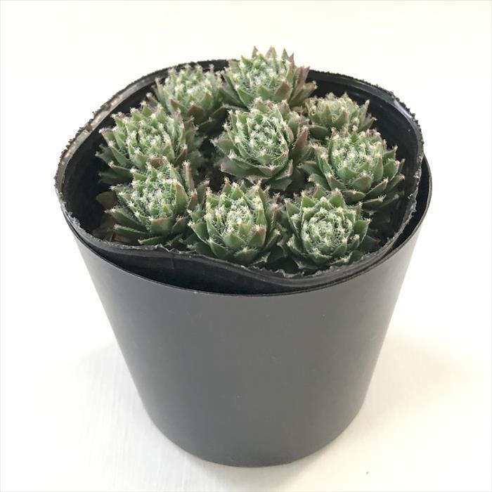 日本花キ流通 多肉植物 sfセンペルビウム エミリー 7.5cmポット