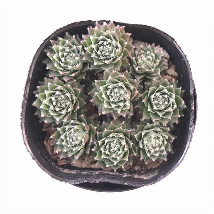 日本花キ流通 多肉植物 sfセンペルビウム エミリー 7.5cmポット
