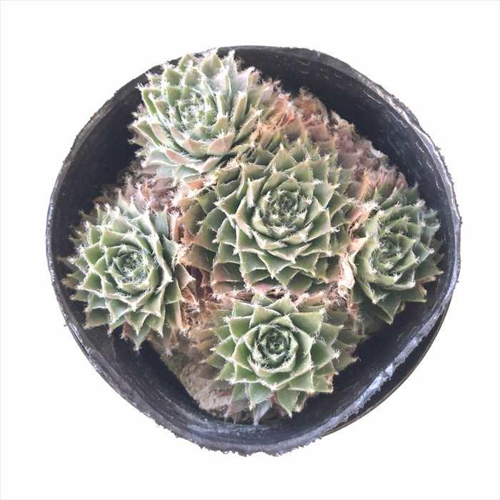 日本花キ流通 多肉植物 sfセンペルビウム ウィルロスム 7.5cmポット