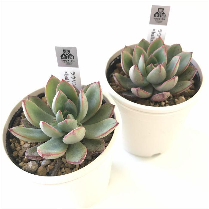 ラウリンゼ×ballsii　優木園　多肉植物 楽天市場】多肉植物 yukエケベリア ラウリンゼ×ballsii 多肉植物 優木