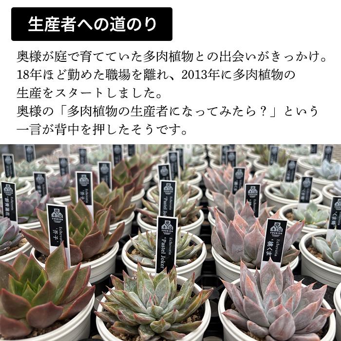 ラウリンゼ×ballsii　優木園　多肉植物 多肉植物 yukエケベリア ラウリンゼ×ballsii 優木園さんの苗 送料無料
