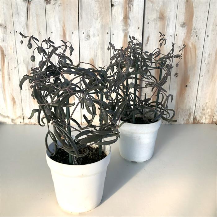 日本花キ流通 カランコエ 黒錦蝶 バタフライ 5号 多肉植物 インテリア