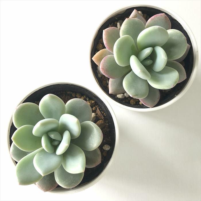 【激レア】アメジスティヌム×モンブラン 日本花キ流通 多肉植物 hxエケベリア アメジスチヌム×モンブラン 多肉