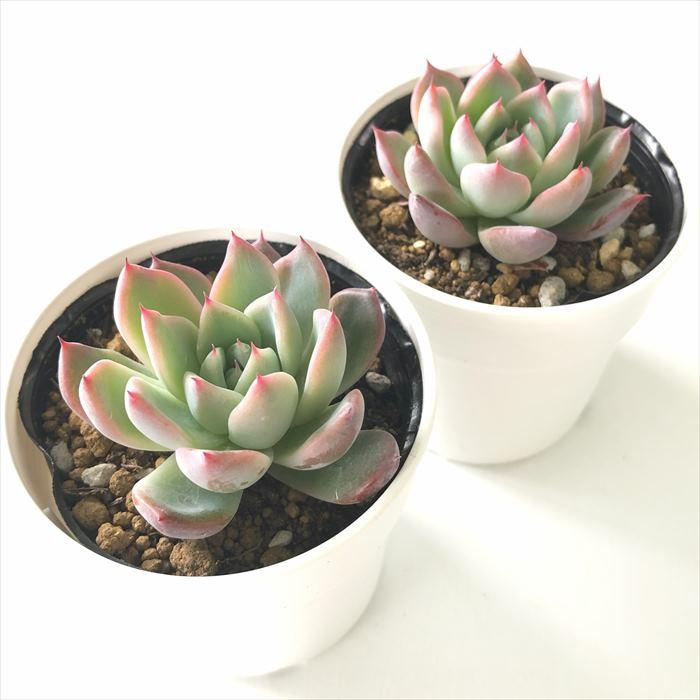 日本花キ流通 多肉植物 hmエケベリア コルテス エケベリア 6cmポット 