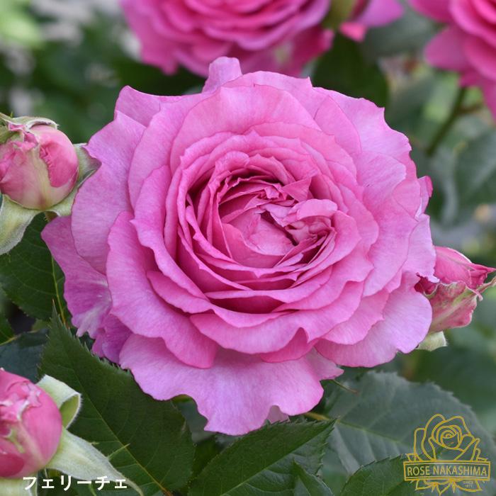 予約販売 バラ 苗 新苗 フェリーチェ 登録品種 薔薇 ばら 送料無料